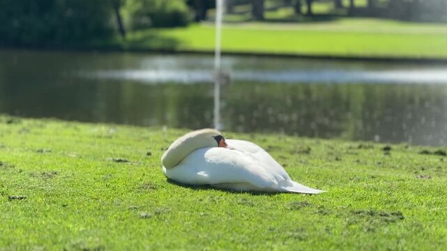 Medium shot of mute swan (Cygnus olor) on green grass