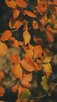 Golden autumn leaves in the trees