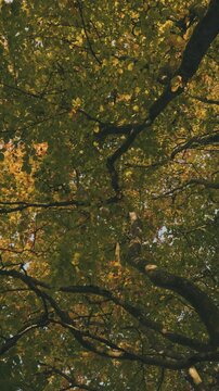 Golden autumn leaves in the trees