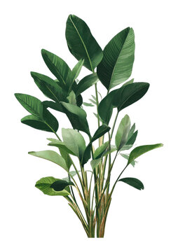 PNG Lush tropical plant illustration.