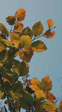 Golden autumn leaves in the trees