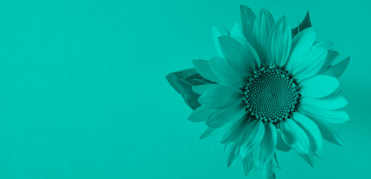 Creative turquoise monochrome sunflower header with smooth mint teal background. Minimalist design with copy space, ideal for modern web banners, creative covers, and artistic backdrops