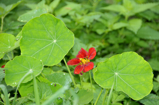 Gro&szlig;e Kapuzinerkresse (Tropaeolum majus)