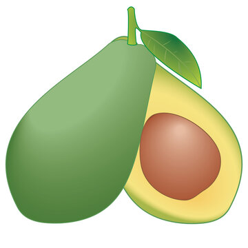 Fresh green avocado fruit with half slice and seed vector illustration isolated