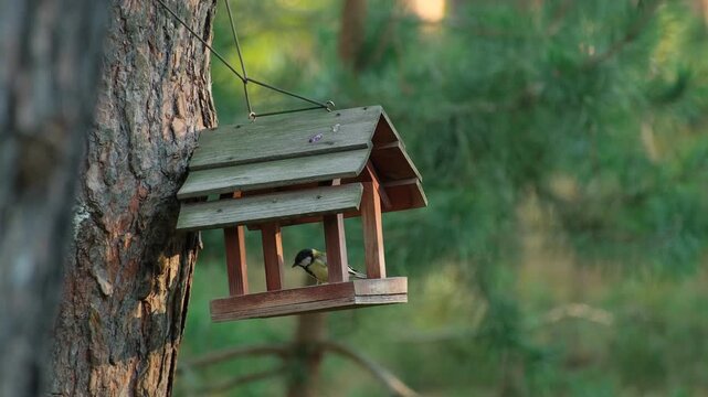 Great Tit Songbird Perches On Wooden Bird Feeder Mounted On Tree Trunk And Picks Seeds Real Time Concept of Bird Watching and Garden Nature