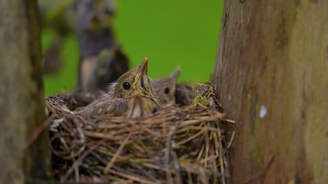 Three song thrush chicks resting in nest waiting for food on overcast summer day.