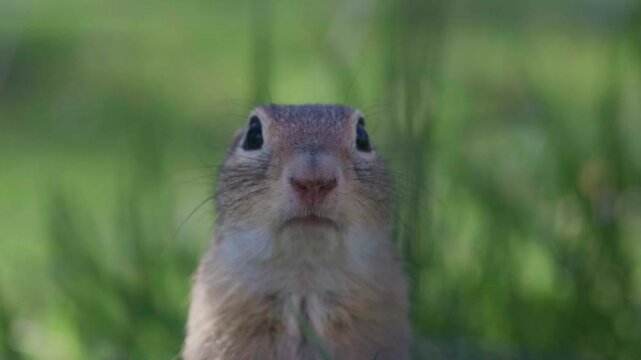 Close-up video of a wild European ground squirrel standing in its natural habitat and looking directly into the camera. The alert animal creates an engaging wildlife scene in a natural grassy environm