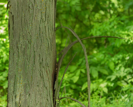 Shagbark hickory tree with peeling bark in a Wisconsin forest