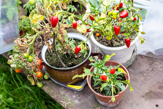 ornamental indoor pepper bushes in flower pots