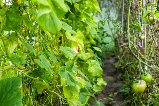 green leaves cucumber plant and green tomatoes