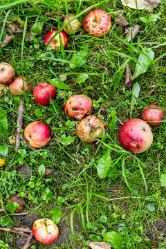 fallen ripe apples close-up on green ground