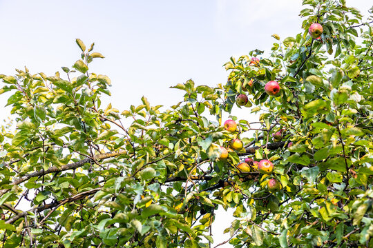 ripe apples on old apple tree at summer sunset