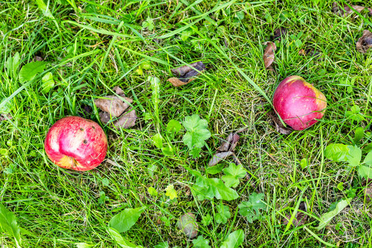 two red fallen apple fruits on ground close-up