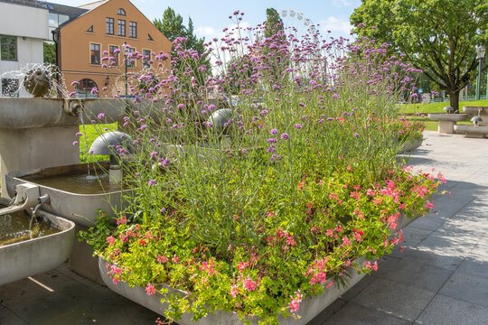 Verbena bonariensis Patagonisches Eisenkraut in einer K&uuml;belpflanzung in Klaipedea, Memel, Litauen