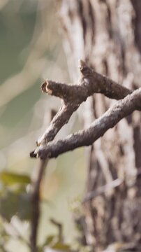 Kingfisher diving off a tree branch