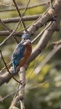 Kingfisher diving off a tree branch