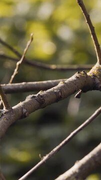 Kingfisher diving off a tree branch