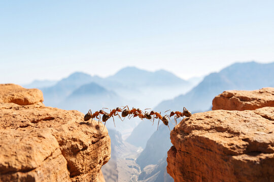 Ants form living bridge across rocky chasm with distant mountains during daylight