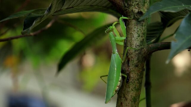 Closeup video of a Hierodula species praying mantis climbing slowly along a tree branch while mimicking a small twig or grass stem moving naturally with the wind during autumn.