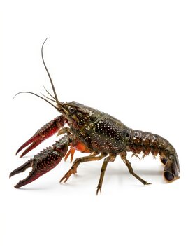 Live Red Swamp Crawfish Isolated on White Background - Freshwater Crustacean Procambarus Clarkii