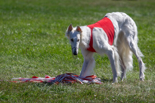 Borzoi - Russian sighthound at the lure after a coursing race run