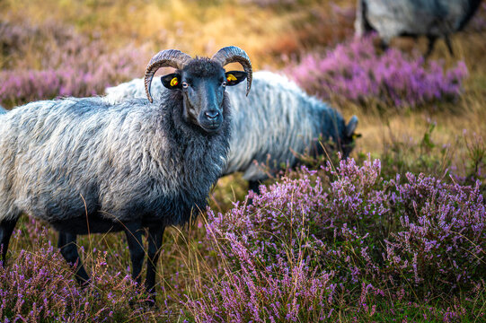 Westruper Heide Schafe Portrait