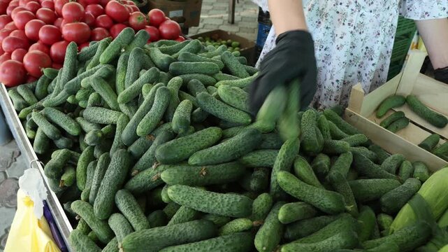 Gloved hands sorting fresh cucumbers at market. Close-up of black gloved hands sorting fresh cucumbers on a produce display with ripe tomatoes at an outdoor vegetable market