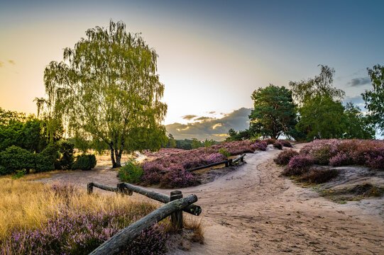 Westruper Heide Sonnenaufgang