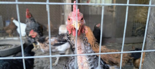 rooster in the farm © Dimanan