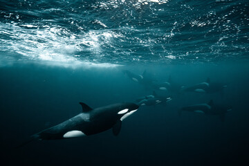 Orcas swimming together underwater in arctic ocean © Kristof