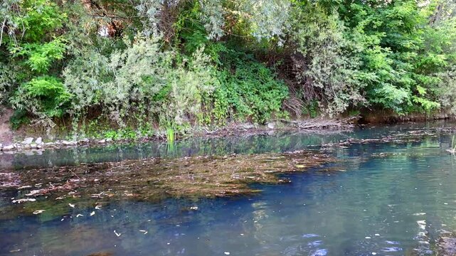 The calm flow of a river with clear transparent water passes by a picturesque bank densely covered with green bushes and trees. Algae gently sway on the surface under small waves, creating a harmoniou