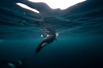 Orcas swimming underwater during herring run in arctic © Kristof