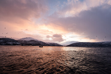 People on boat watching orcas in arctic fjord sunset © Kristof