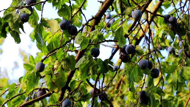 Branches of a plum tree are abundantly covered with ripe dark purple fruits, glistening under the bright sunlight. A light breeze rustles the leaves and ripe plums, creating dynamic video content.