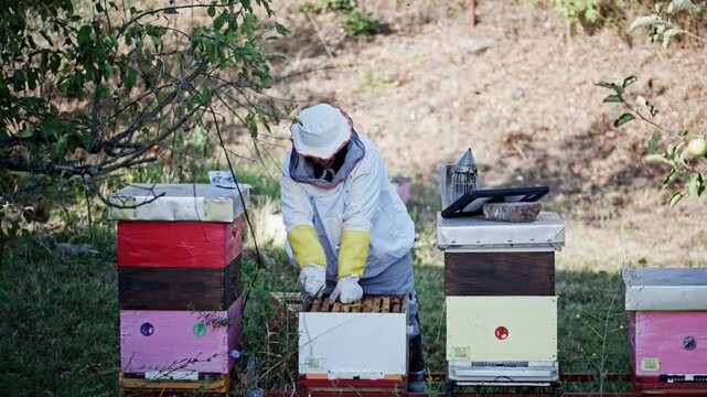 Female beekeeper lifting frame covered in bees