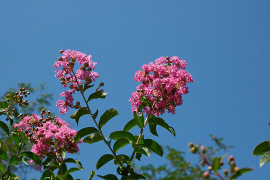 Blooming Pink Lagerstroemia Indica Branches Under Clear Blue Sky