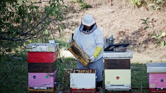 Female beekeeper inspecting frame at colorful beehives