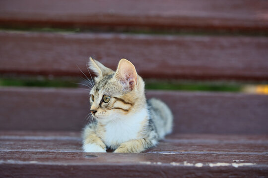 Stray Cat Resting on Wooden Park Bench Outdoors