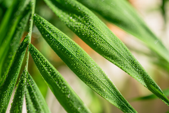 Green palm frond leaves showing numerous small water drops creating a textured surface, highlighting tropical nature, environmental purity, and organic hydration