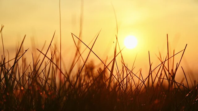 Grass blades silhouetted against bright sun in field