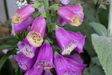 Close-up of purple foxglove flowers with speckled interior blooms in cottage garden © Tade