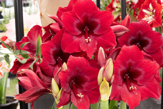 Vibrant red amaryllis flowers in full bloom with buds at floral display