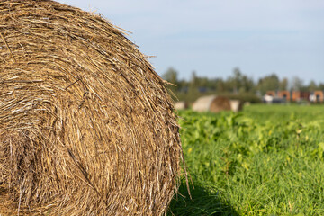 Round Hay Bale in Agricultural Field  © MARINA