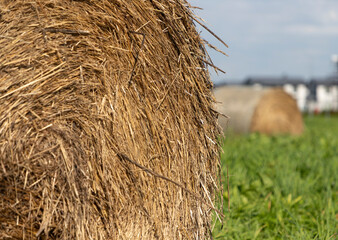 Round Hay Bale in Agricultural Field  © MARINA