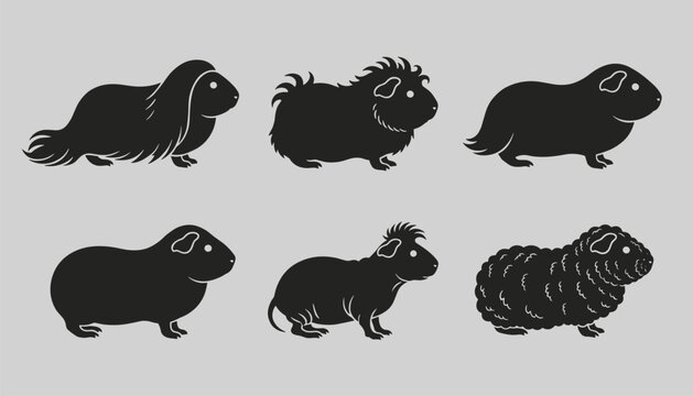 Silhouette collection of six different guinea pig breeds showing various hair styles and body shapes on a grey background.