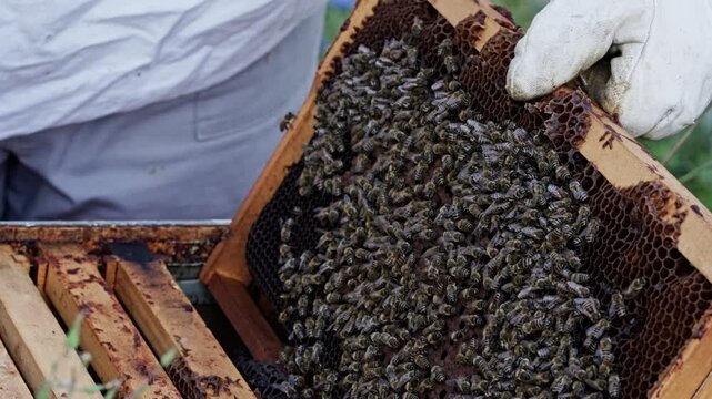 Frame covered in bees lifted from beehive by hand