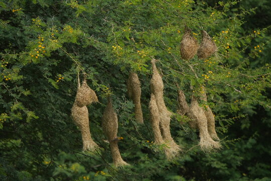 Multiple woven hanging nests of Baya Weavers, Ploceus philippinus, suspended from a tree in a natural landscape, showing communal nesting habitat.