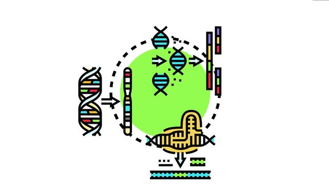 Biological process meiosis with dna replication and chromosome formation, combining with fusion of genetic material to create offspring variations