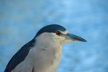 Fototapeta premium Black-crowned night heron waits quietly by the lake, watching the water for a chance to strike at fish and other prey