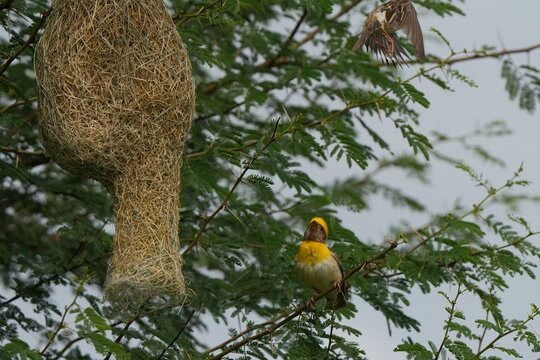 Male Baya Weaver, Ploceus philippinus, perched near a large hanging woven nest in a tree, showing its natural nesting habitat.
